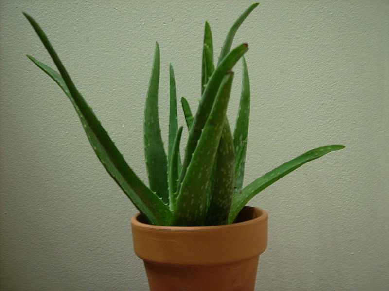 Aloe vera